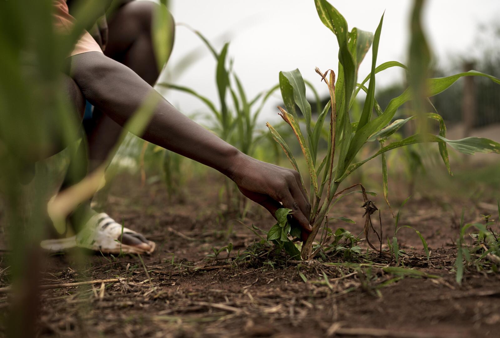 Farmer holding plants